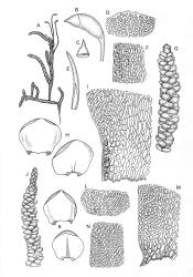 Lembophyllum. A–I: L. clandestinum. A, habit. B, capsule. C, operculum. D, leaf apex. E, calyptra. F, mid laminal cells at margin. G, branch detail. H, leaves. I, alar cells. J–N: L. divulsum. J, branch detail. K, leaves. L, leaf apex. M, alar cells. N, mid laminal cells at margin. L. clandestinum drawn from W.R. Buck 7049, CHR 412514 and K.W. Allison 2942, CHR 523703. L. divulsum drawn from B.H. Macmillan 94/180, CHR 509251, W. Martin s.n., Feb. 1944, CHR 457948, and B.A. Fineran 1297, CHR 523728.
 Image: R.C. Wagstaff © 2008 British Bryological Society. Reprinted by permission of Informa UK Limited, trading Taylor & Francis Group, https://www.tandfonline.com on behalf of British Bryological Society. Reprinted by permission of Informa UK Limited, trading Taylor & Francis Group, https://www.tandfonline.com on behalf of British Bryological Society.